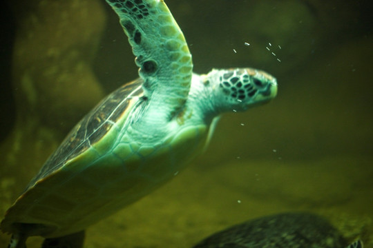 海底世界 海洋动物 海龟
