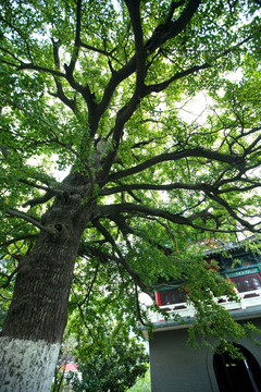 寺庙建筑 花果山 古迹 海宁寺