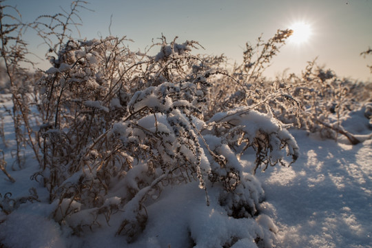 雪地魅影 杂草丛生 冰霜 霜花