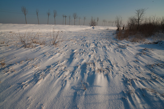 雪地魅影 线条 草根 蓝天