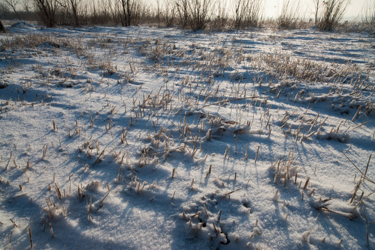 雪地魅影 线条 草根 逆光
