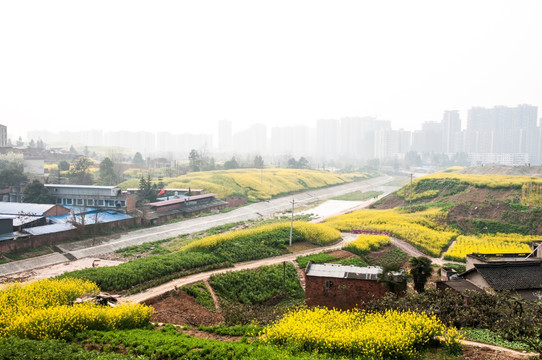 城市边源油菜花