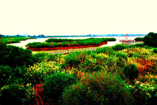 黄河入海口湿地景色