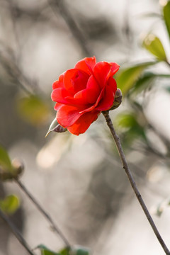 红色山茶花