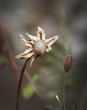 花殇