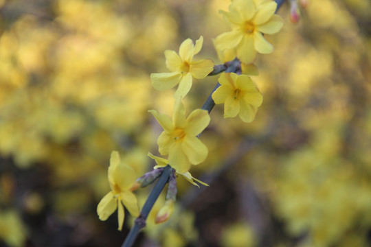 迎春花