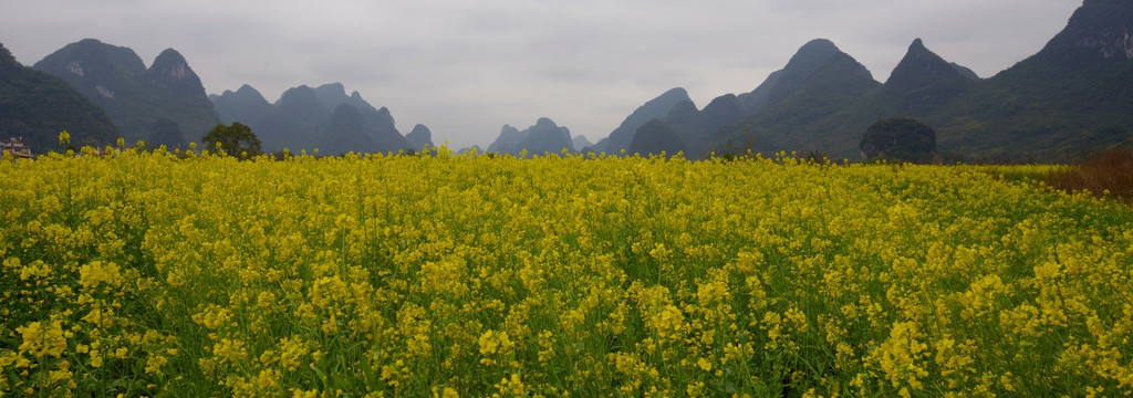 油菜花山景