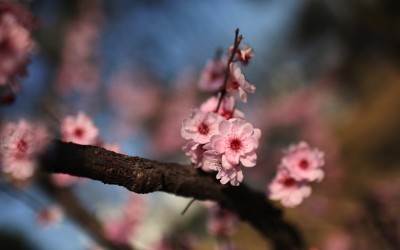 红梅花开 红梅 梅花 花卉