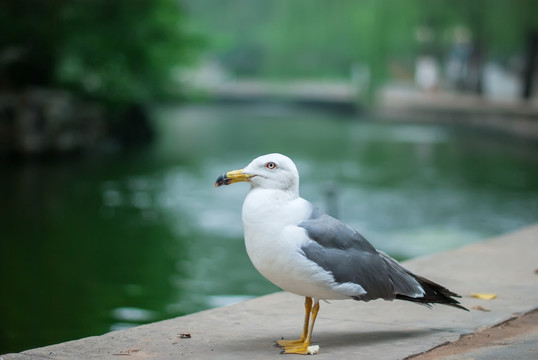 湖岸