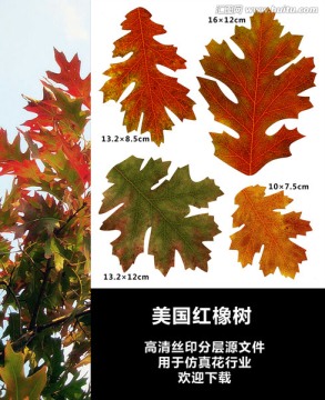 美國紅橡樹