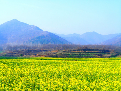 开满油菜花的田野