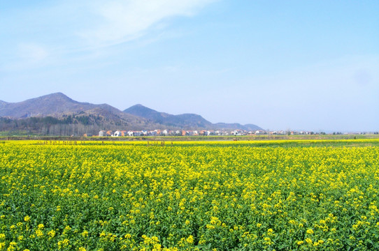 开满油菜花的田野