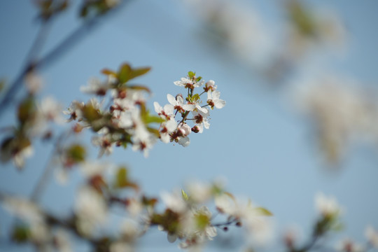 樱花