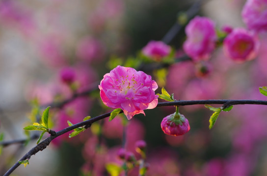 一枝红色梅花