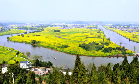 潼南油菜花