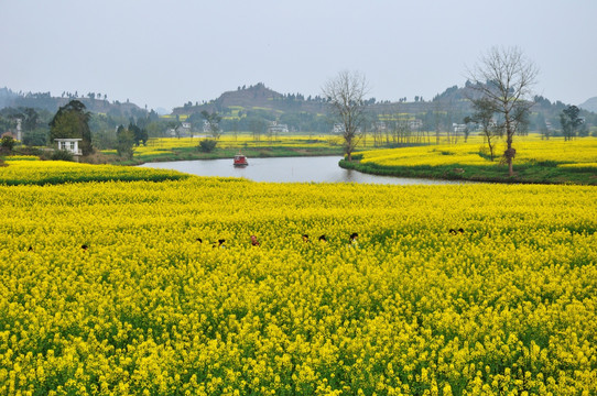 潼南油菜花