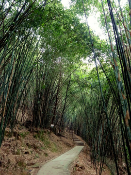 竹林小路