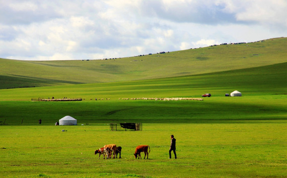 夏季的草原牧场