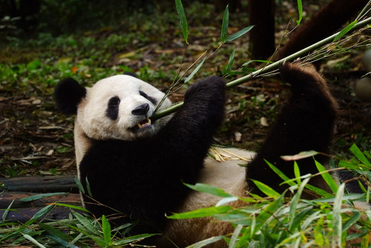手脚并用吃竹子的大熊猫