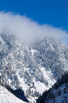 森林 雪景