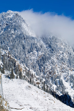 森林雪景