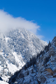 雪景  森林