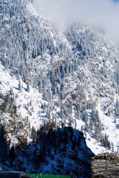 森林 雪景