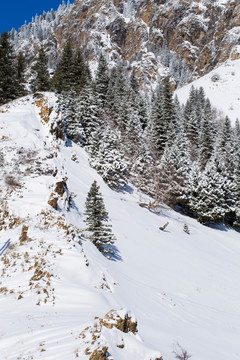 松树 雪山