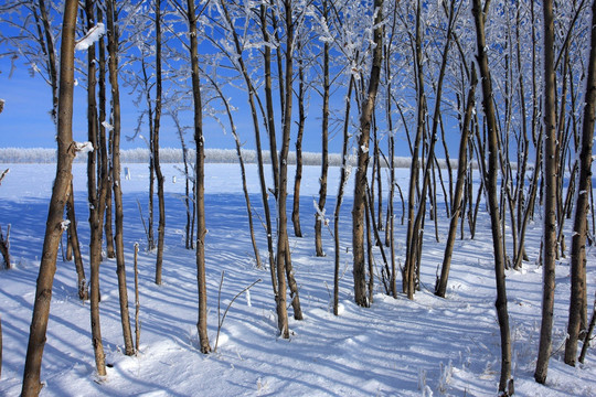 冬雪 杨树整齐