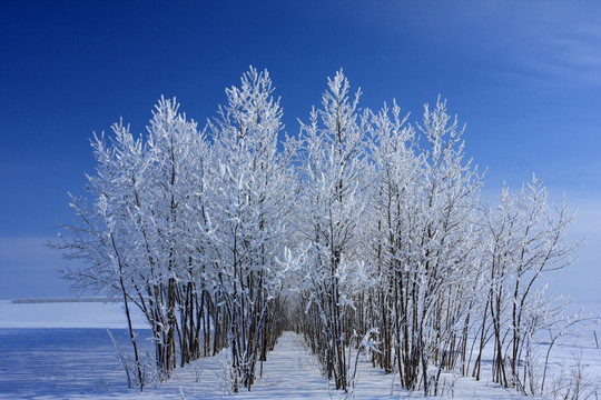 雪霜树林