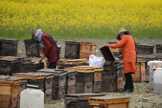 油菜花蜜蜂养殖场