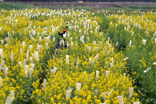 油菜花田