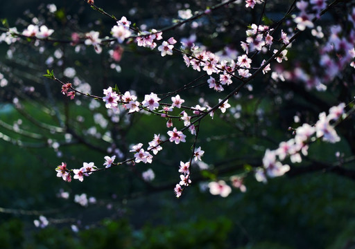 桃花 盛开 春天 粉红 艳丽