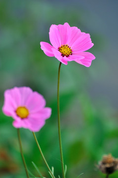 格桑花