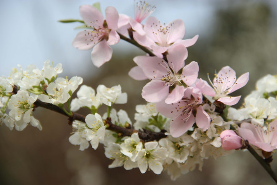 桃李芬芳