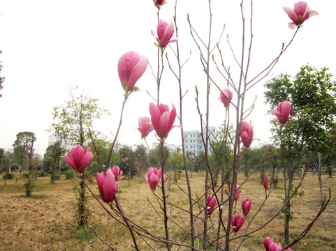 玉兰花 紫玉兰