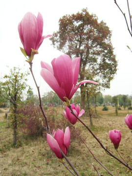 玉兰花 紫玉兰