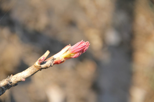 牡丹 粉色牡丹 牡丹花 花芽