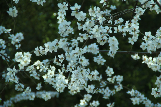 梅花树 梅花 公园梅花树