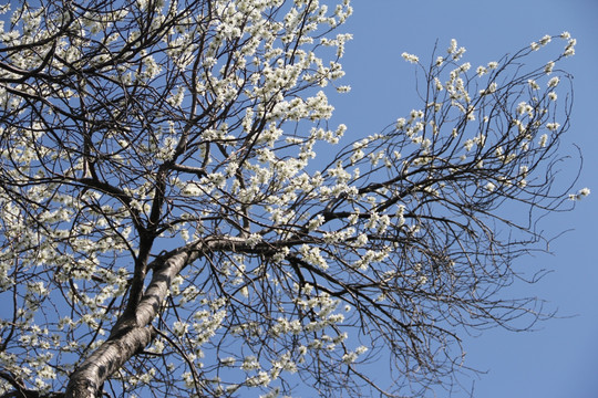 梅花树 梅花 公园梅花树