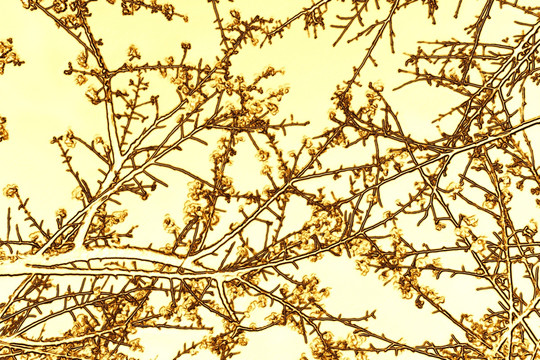 金色樱花树 无框画 浮雕画