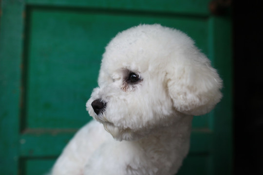 比熊犬 小狗 宠物犬 小白