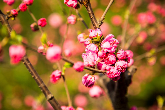 春花烂漫