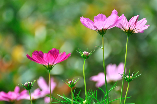 格桑花