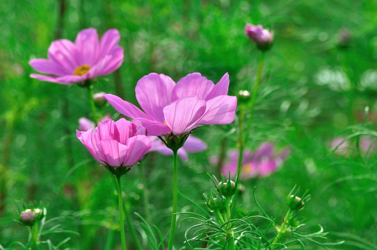 格桑花