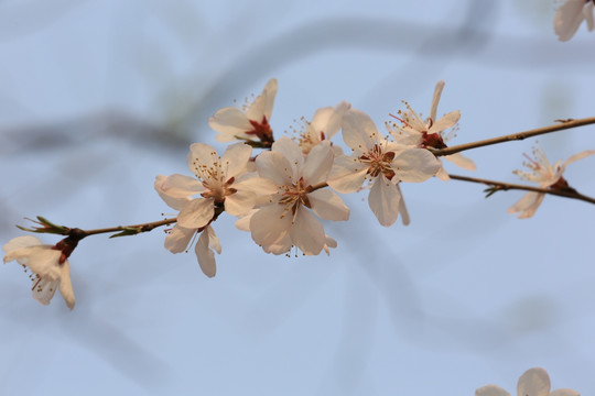 玉渊潭樱花