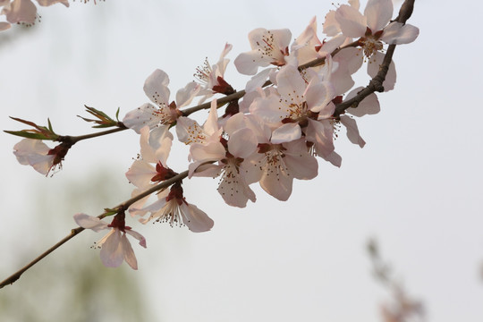 玉渊潭樱花