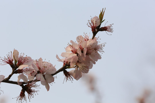 玉渊潭樱花