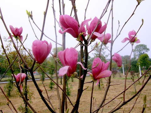 玉兰花 紫玉兰