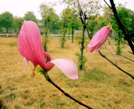 玉兰花 紫玉兰